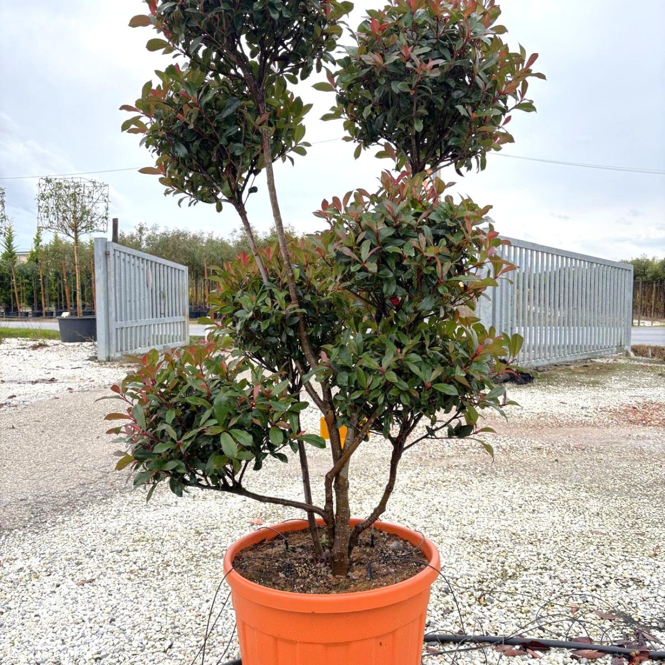 Obrázok Červienka Fraserova (Photinia fraseri) ´RED ROBIN´ - výška 160-180 cm, kont. C90L PON PON EXEMPLÁR
